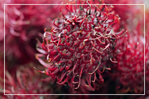 열대과일 람부탄이란?