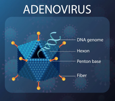아데노바이러스가-어떻게-구성되어-있는지에-대한-설명-그림