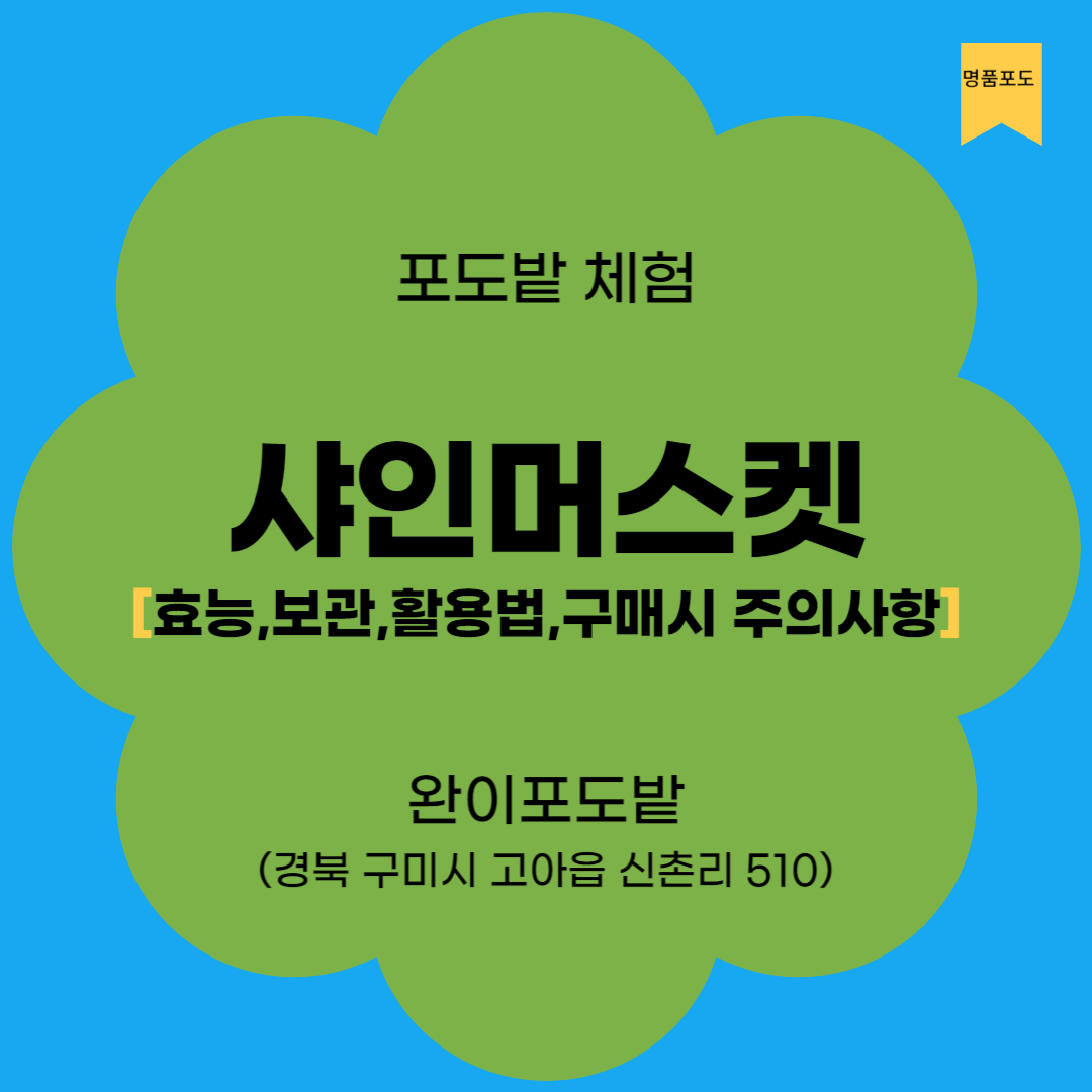 샤인머스캣 농장체험 - 효능, 보관 및 활용, 잘 고르는 법 알아보기