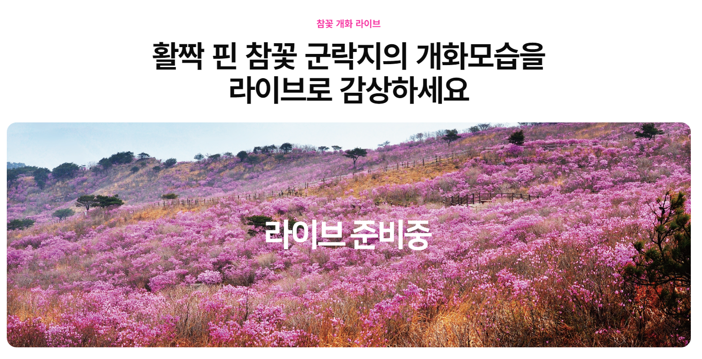 비슬산 참꽃 개화 상황 라이브 보러가기