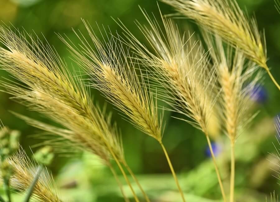 아직-익지-않은-보리
