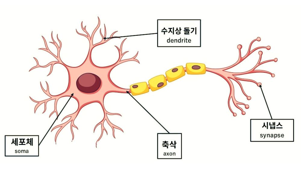 다발성 경화증(MS)이나 시신경척수염 스펙트럼 장애(NMOSD)