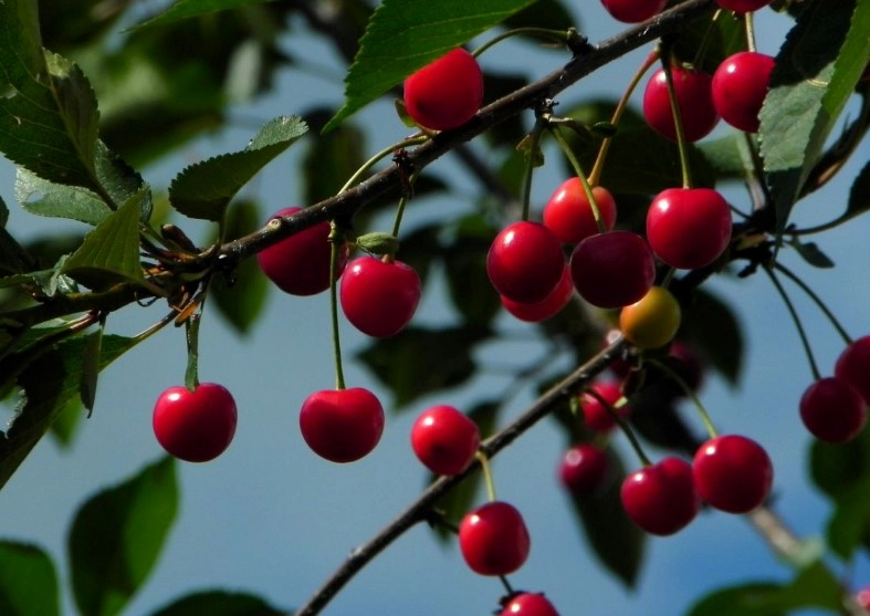 버찌 먹는법 6가지