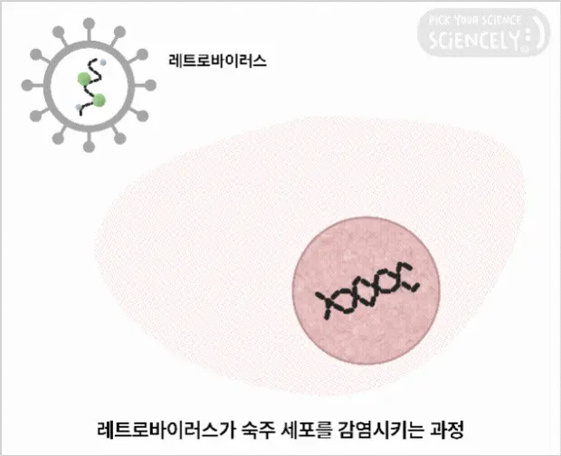 레트로바이러스가 숙주 세포를 감염시키는 과정