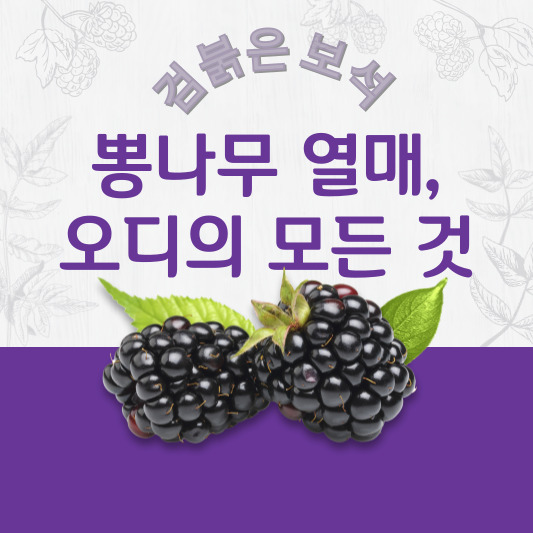 오디 - 열매 특징, 효능, 부작용, 먹는 법, 활용법,꽃말, 재배 방법