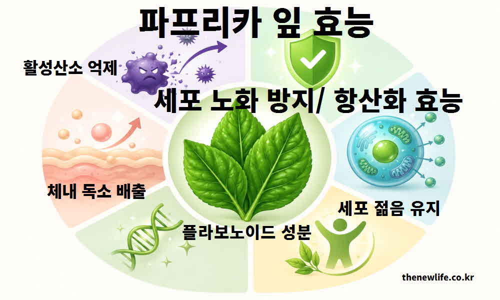 파프리카 잎 효능 세포 노화 방지 항산화