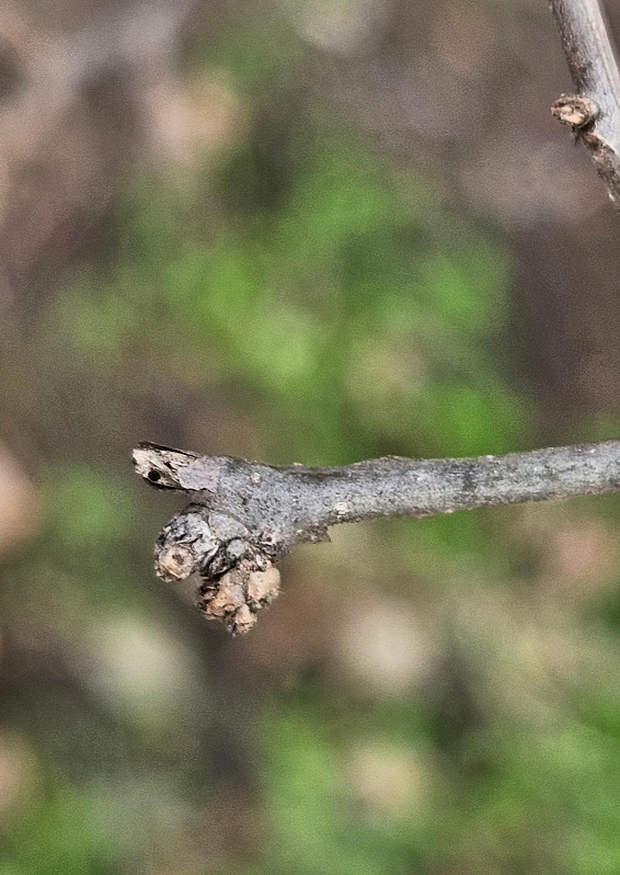 낙상홍 겨울눈1