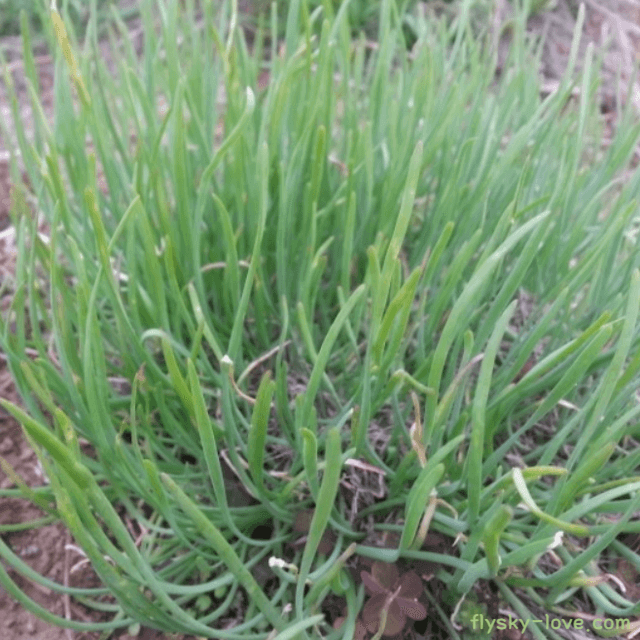 솔부추(토종부추)