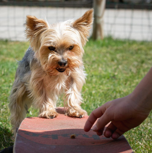 훈련 중 보드 위에 놓인 간식을 보고 있는 강아지