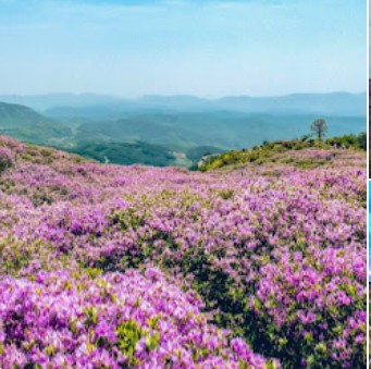 5월꽃구경 가볼만한 곳