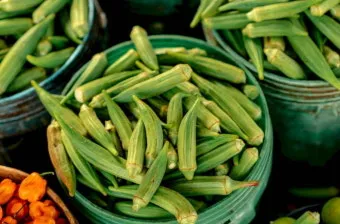 오크라 효능 재배법 손질 수확 요리 보관까지 한눈에 보기_13