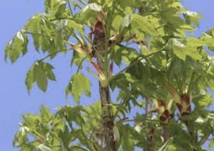 엄나무 효능 부작용 재배방법 총정리(최신)