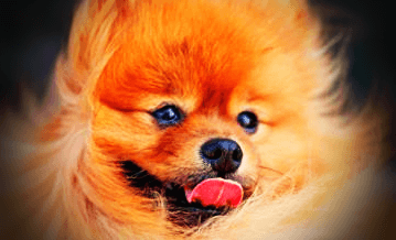 혀를-내밀고-있는-강아지