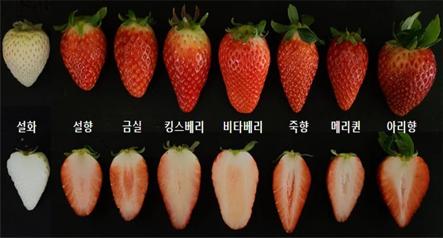 국내 딸기 품종 당도 순위 비교