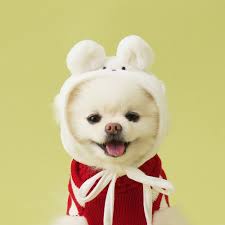 반려동물 건강 관리 팁