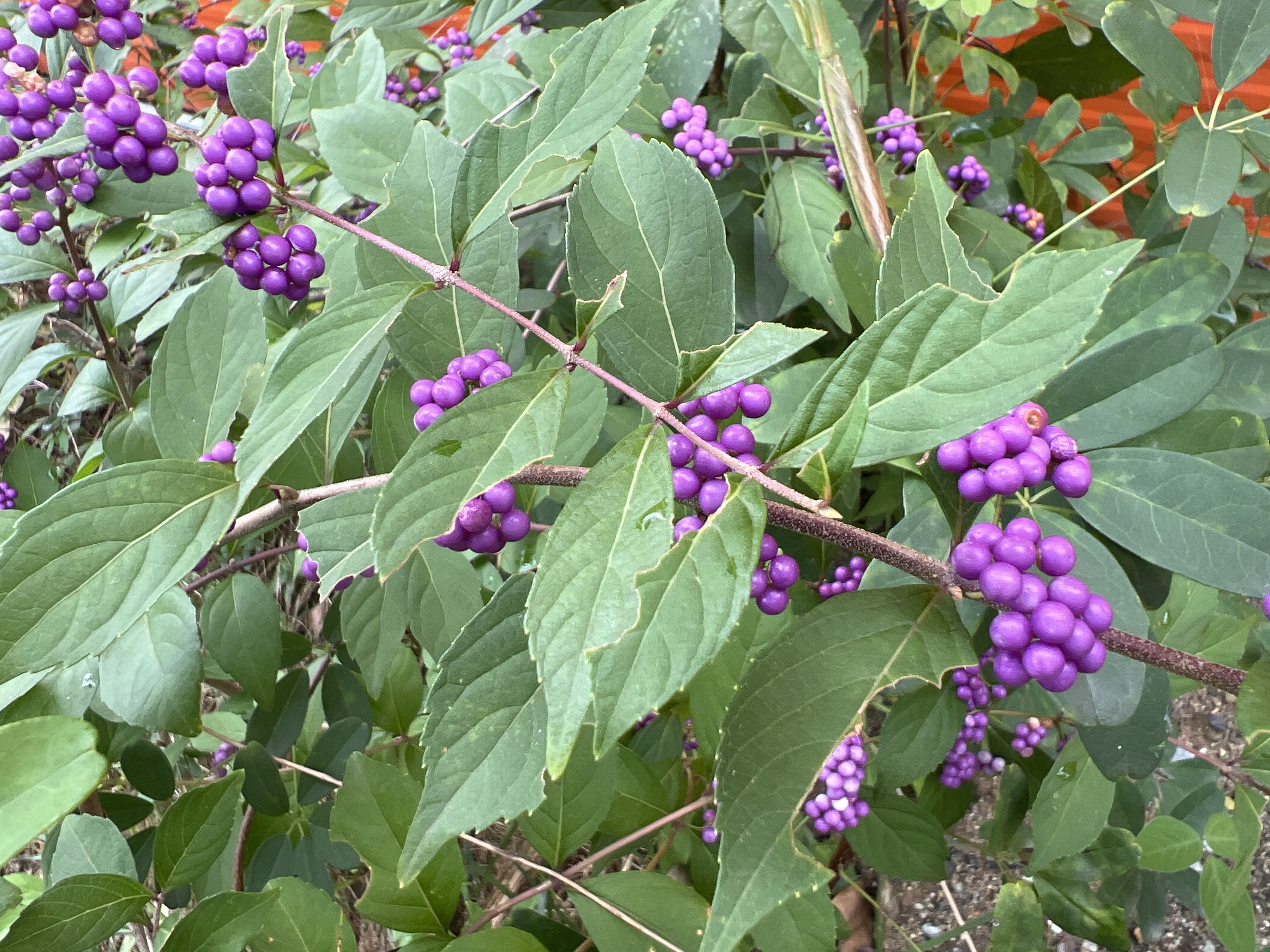 좀작살나무 열매