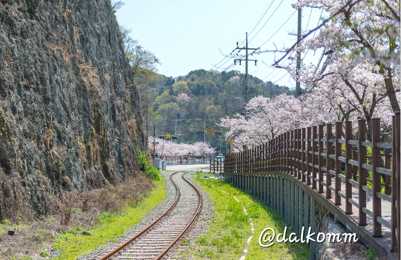 행암마을 철길옆 벚꽃