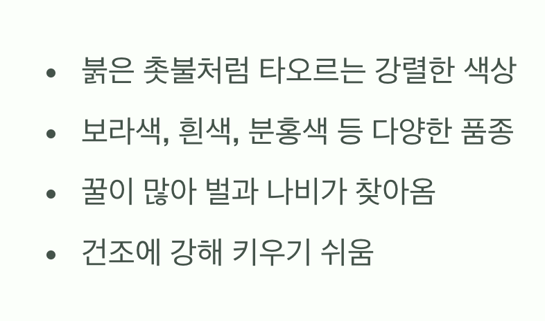 샐비어&amp;#44; 붉은 촛불이 타오르다