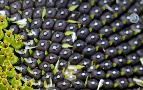 해바라기씨 탈모 효과