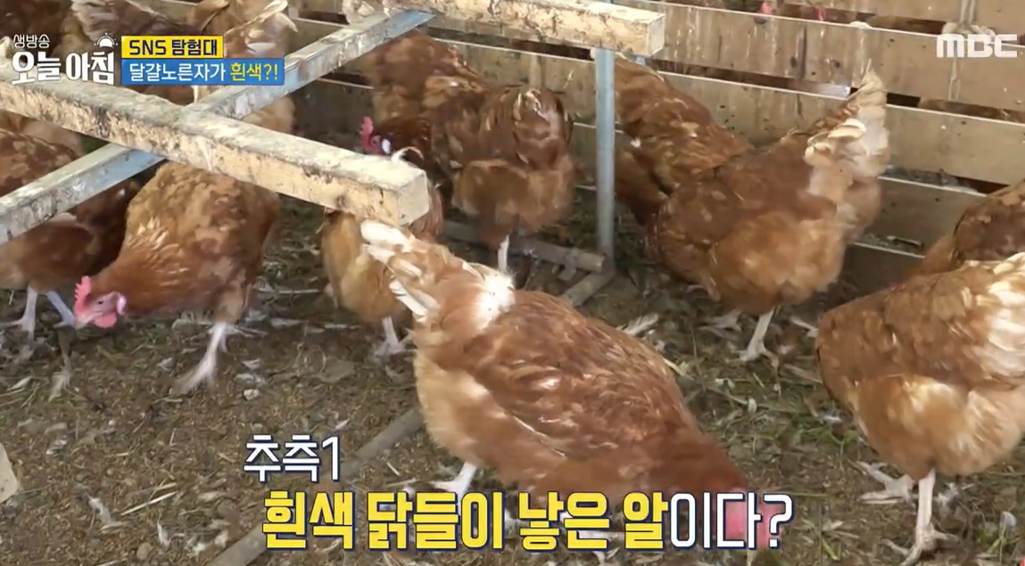 6시내고향-연천-유나네자연숲농장