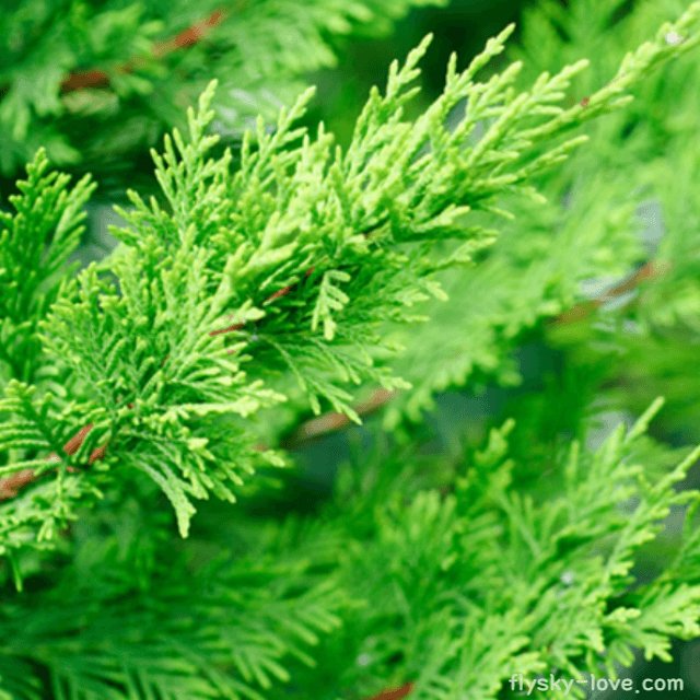 사이프러스 (Cypress)