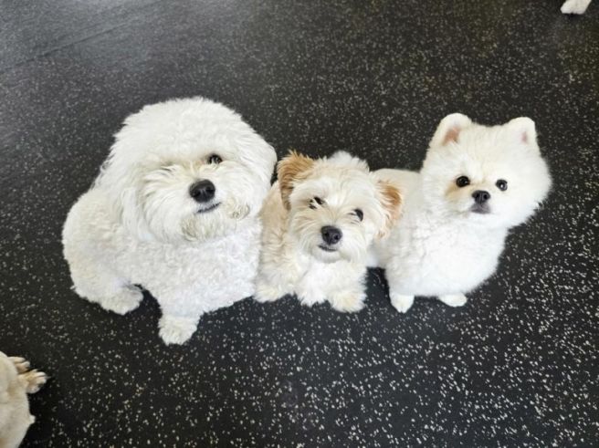 서울 강아지 유치원 비용