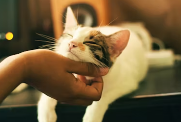 실내 동물카페 창업에 대하여 알아보기