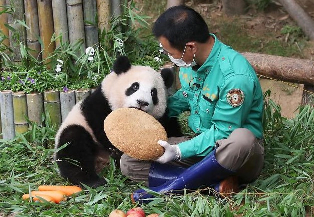 푸바오 반환 이유 근황