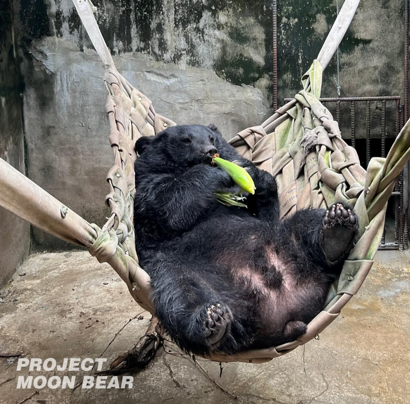 구조되어 보호소에서 머물고 있는 사육 곰