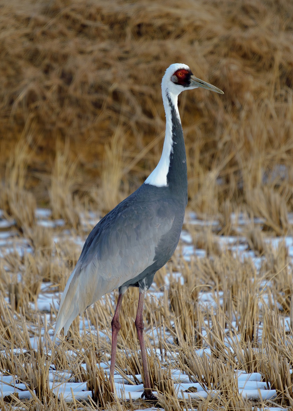 재두루미, 한국 겨울을 지키는 하늘의 보물|멸종위기 야생동물 1급