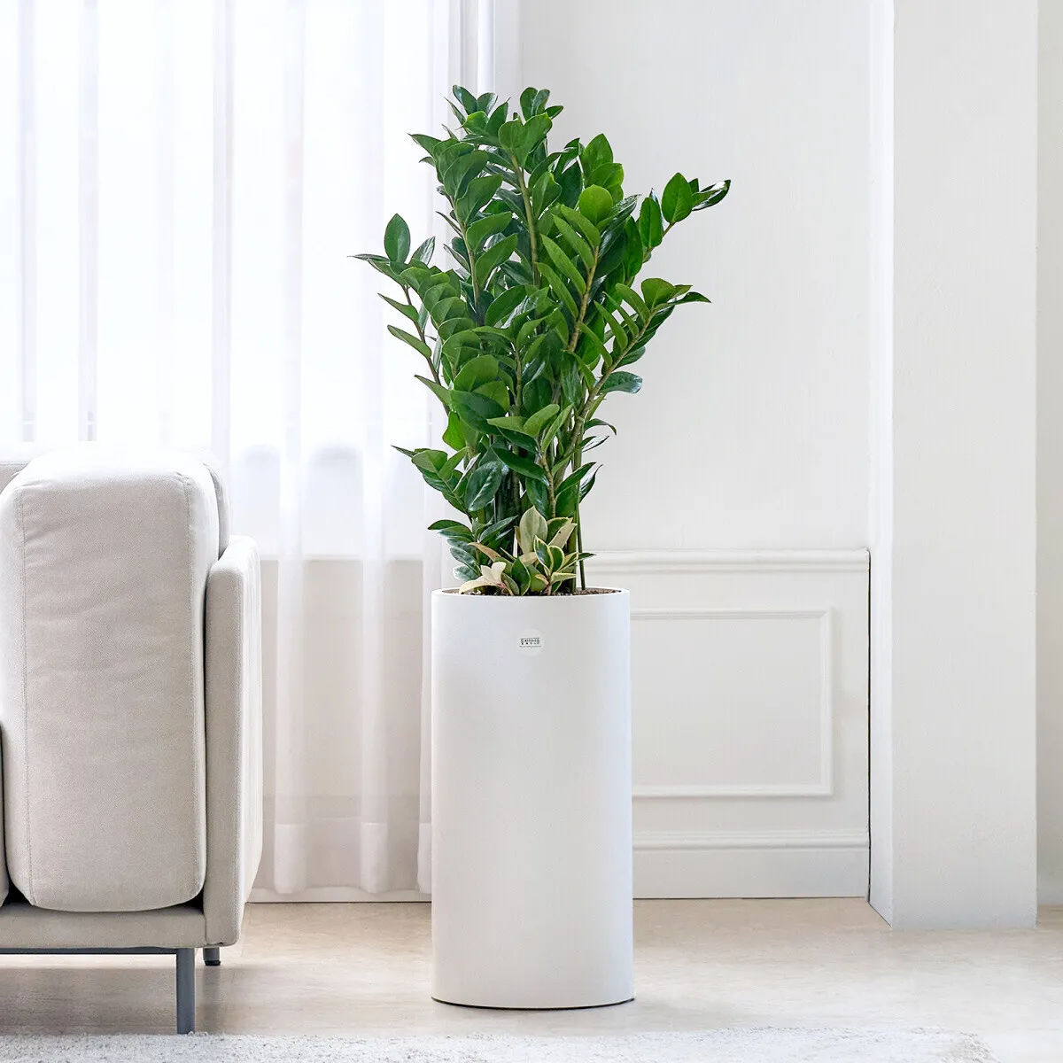 금전수 물주기 과습예방 배수층 만들기 흙선택 시니어도 편한 관리_1