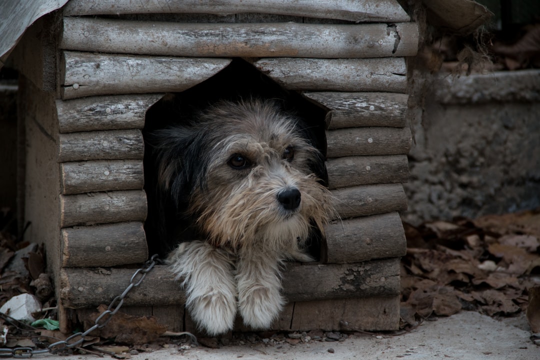 Doghouse