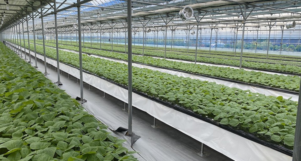 수경재배와 스마트 기술이 결합된 도심 속 농업 혁신