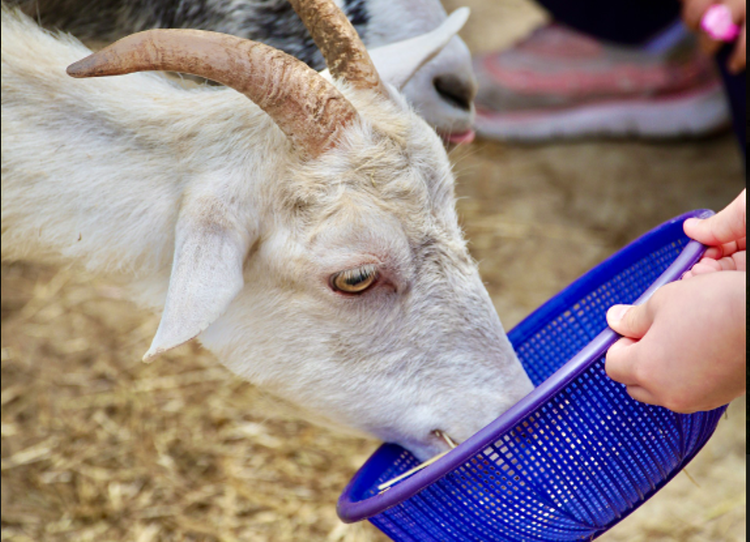 양평 임실 치즈마을