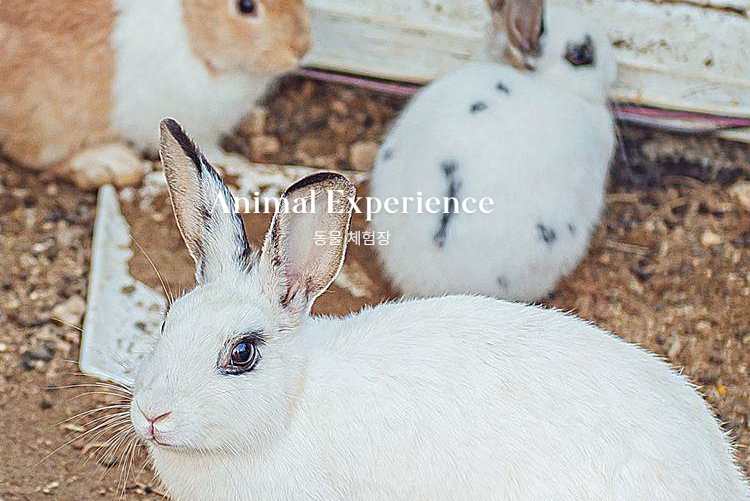 경기도 키즈펜션