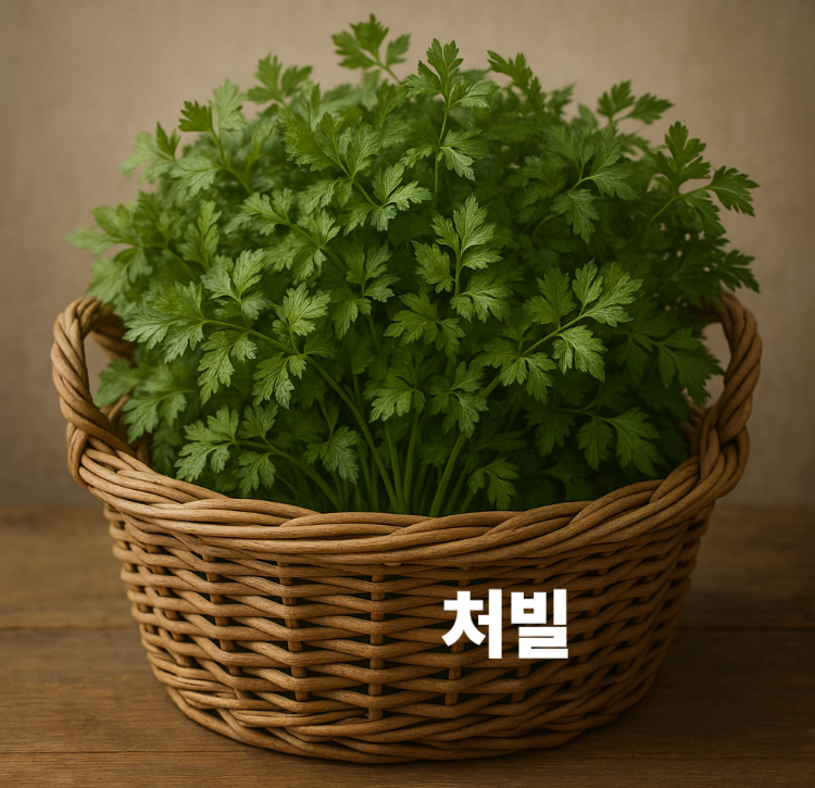 피부재생 면역강화 골격강화 적혈구생성 혈압조절 처빌 효능 영양성분