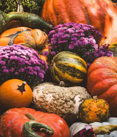 호박은카로틴이든보물단지 효능과다양한요리