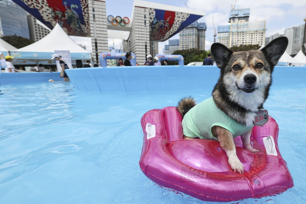 무더위가 한창이던 지난 8월 서울 송파구 올림픽공원 평화의문 광장에 마련된 반려견 물놀이장.