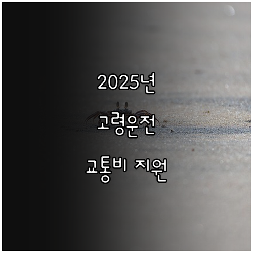 2025년 경상남도 고령 운전자 운전..