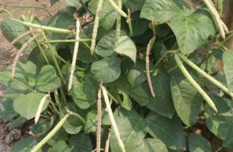 팥 재배 파종 적기 배수로 만들기 수확 건조_32