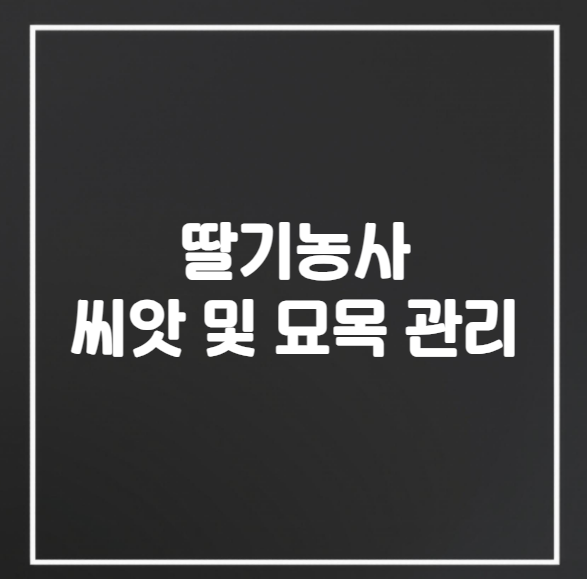 딸기 농사 씨앗 및 묘목 관리