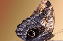 나비가 나를 따라오는 꿈해몽