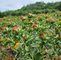 홍아씨기름-사진3