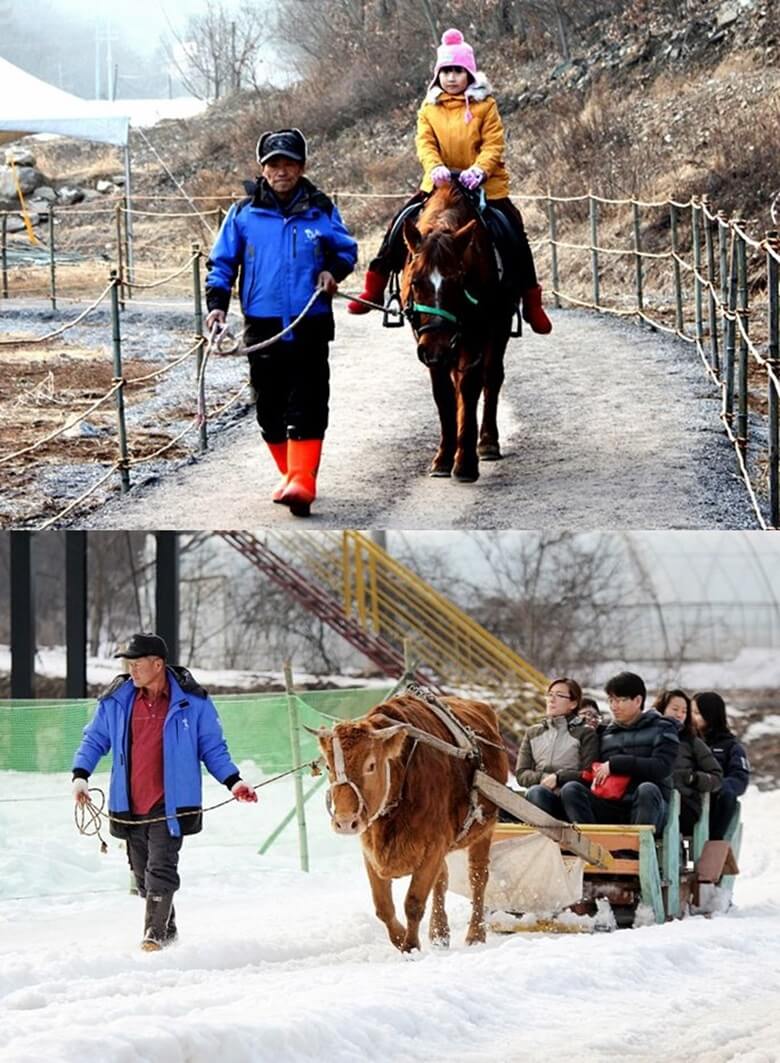 상단사진은 갈색 말위에 6살정도로 보이는 여자아이가 타고 있고 연세드신 할아버지가 말을 이끌고 있는 모습이고 하단사진은 소 한마리가 6명의 성인을 태운 썰매를 끌고있고 그 소를 한남자가 이끌고 있는 모습