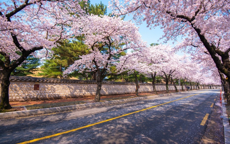 경주 벚꽃 만개 시기 확인하러 가기