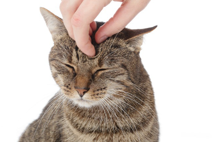 머리를 쓰다듬을 수 있는 고양이.