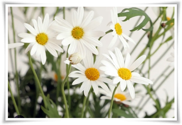 "마가렛" 상큼함으로 일상을 물들이는 꽃, 키우기부터 활용까지 완벽 가이드!