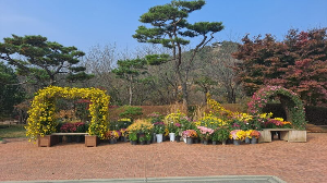 화성_우리꽃식물원_국화전시회