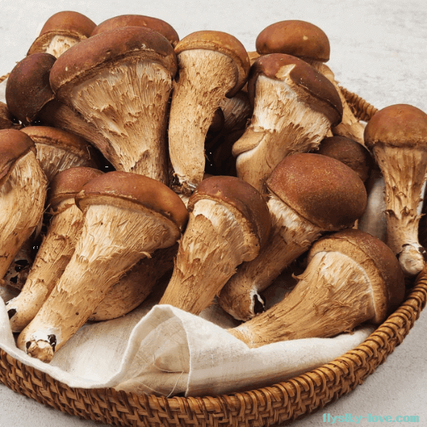 면역력 강화에 효과적인 참송이버섯