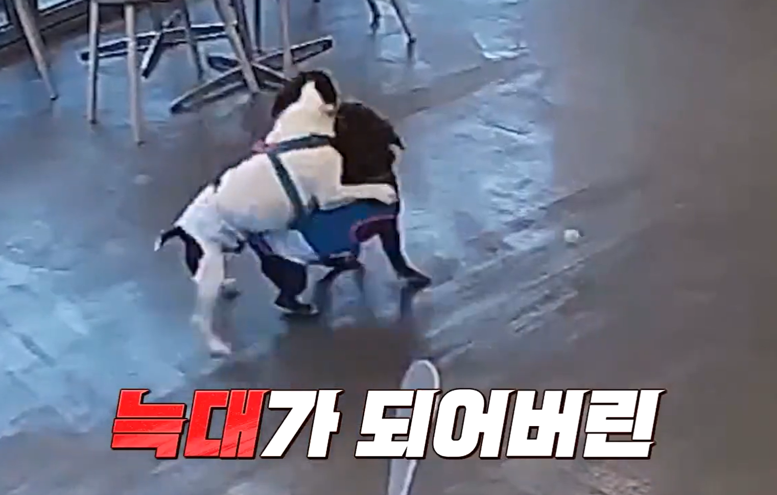 개와 늑대의 시간